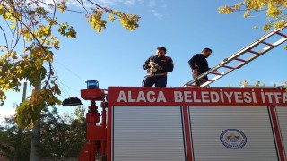 Ağaçta mahsur kalan yavru kedi itfaiye ekiplerince kurtarıldı