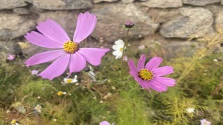 Ağrıda kasım ayında açan çiçekler şaşırttı