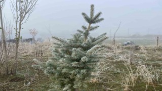 Ağrıda kırağı etkili oldu