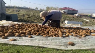 Ağrıda kışlık patatesler geleneksel yöntemle toprağa gömülerek korunuyor