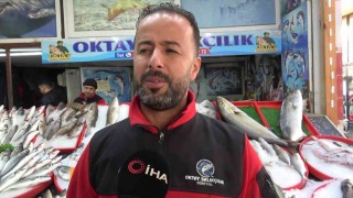 Akdenizde oltasına takılan dev kılıç balığı 115 kilogram geldi