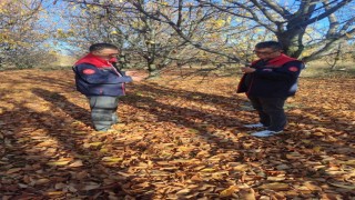 Akşehir kirazında saha incelemeleri devam ediyor