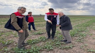 Aksoy: Anıza ekim, yağmurun emilimini artırır ve buharlaşmayı azaltarak rutubeti toprakta tutar