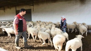 Aliağada hibe koyun ve koçlar üreticilere teslim edildi