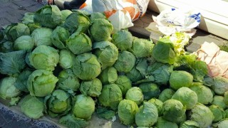 Alucrada lahana hırsızlığı alarmı