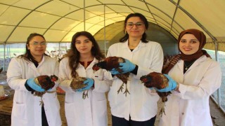 Amasyada üniversiteliler sülün yetiştiriyor