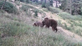 Anne ayı ve yavruları kamerada