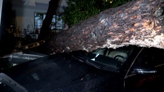 Antalyada yağmur ve şiddetli rüzgar 10 metrelik ağaç devrildi: iki araç ve bina zarar gördü