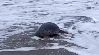 Antalyada yaralı bulunan Caretta caretta tedavisinin ardından yeniden özgürlüğe kavuştu