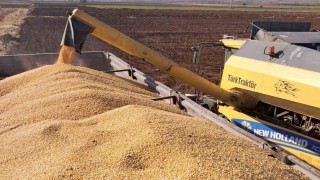 Araban Ovasında mısır hasadına başlandı