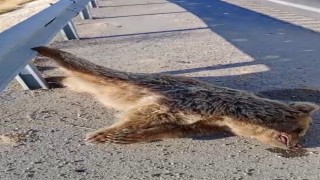 Aracın çarptığı ayı telef oldu