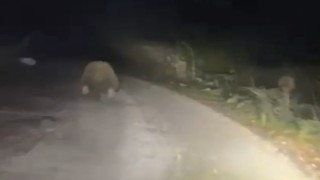 Aracın ışıklarından korkan ayı böyle kaçtı