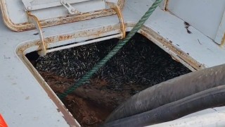 Araklı Limanında hafta sonu hamsi yoğunluğu