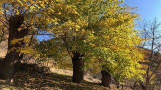 Arapgirde sonbahar doğal güzelliğiyle görenleri hayran bıraktırıyor