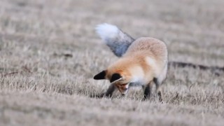 Ardahanda kızıl tilkinin fare avı