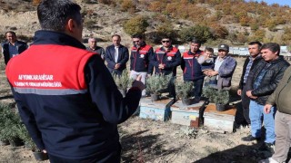 Arıcalara lavanta fidesi dağıtıldı