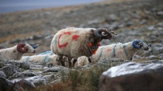 Arpaçayda koç katımı