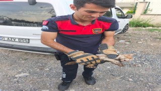 Arsuzda aracın kaputuna giren kediyi itfaiye kurtardı