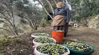 Artvinde Butko Zeytininin hasadı devam ediyor