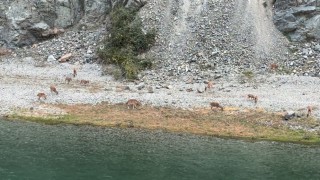 Artvinde dağ keçileri sürüsü ilk kez bu kadar kalabalık görüntülendi