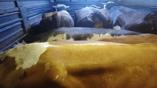 Artvinde film gibi hayvan hırsızlığı