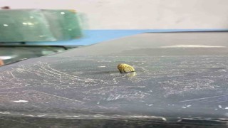 Artvinde maganda kurşunu park halindeki araca ve iş yerine isabet etti