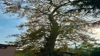 Asırlık çınar ağacının koruma altına alınması bekleniyor