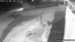 Aşkalede aç kalan kurtlar köye indi