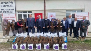 Aslanapada 13 kadın çiftçiye yüzde 75 hibeli 7 bin adet ahududu fidanı dağıtıldı