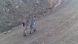 Avını taşıyan vaşak kamerada