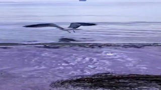 Ayağına dolanan sahte oltayla yaralanan martı tedavisinin ardından doğal ortamında