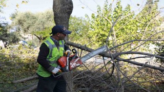 Aydın Büyükşehir Kemer Mahallesinde budama ve temizlik çalışması gerçekleştirdi