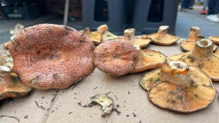 Aydında çıntar çıktı, kilosu 500 TL