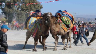 Aydında deve güreşleri ertelendi