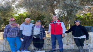 Aydında mandalina hasadı başladı