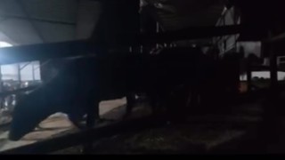 Aydında pasaportsuz hayvan sevkiyatına 1,2 milyon TL ceza