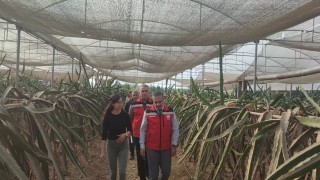 Aydında pitaya üretimi genişliyor