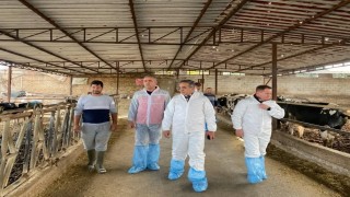 Aydında şap hastalığına karşı 565 bin 687 doz aşı uygulandı