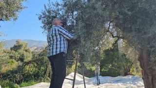 Aydında zeytin hasadı sürüyor