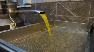 Aydında zeytinin yağa dönüşümü başladı