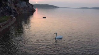 Ayvalıkta sevimli kuğu Paşa Limanının simgesi oldu