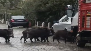 Ayvalıkta yağmurlu havada aç kalan domuzlar şehir merkezine indi