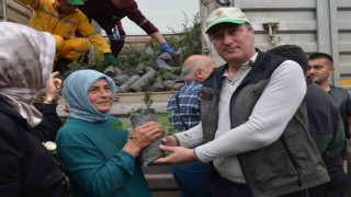 Bafrada fidan dağıtımı