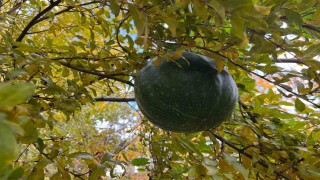 Bahçeye ektiği kabak, nar ağacının tepesinde meyve verdi