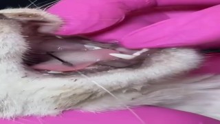 Balık artıklarını yemek isteyen kedinin ağzı ve ayağına olta kancası battı