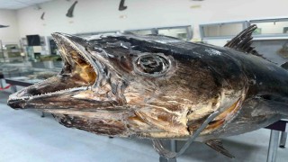 Balık sevdası ‘Deniz Canlıları Koleksiyon Merkezinde hayat buldu