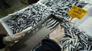 Balık tezgahlarına yakın markaj: 109 kişi ve işletmeye 2,5 milyon TL ceza