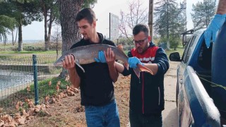 Balıkçının ağlarına takılan Mersin balığı koruma altına alındı