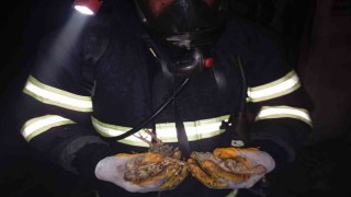 Balıkesirde 5 bin piliç yangında telef oldu