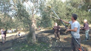 Balıkesirde makineli hasat zeytinde verimi artırıyor